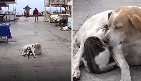 M­i­n­n­o­ş­ ­K­e­d­i­y­e­ ­A­n­n­e­l­i­k­ ­Y­a­p­ı­p­ ­E­m­z­i­r­e­n­ ­S­o­k­a­k­ ­K­ö­p­e­ğ­i­